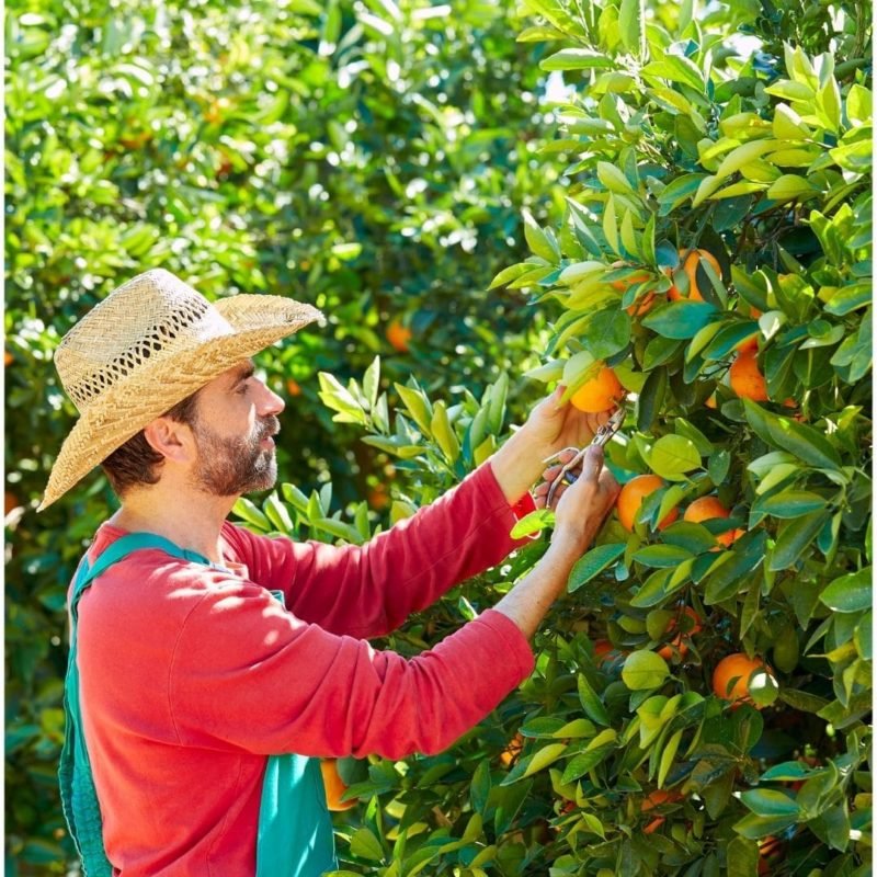 Orangen Farmer