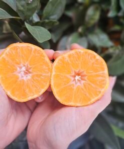 Alternative view of MANDARINEN – Auch als Geschenkpaket mit persönlichem Anschreiben erhältlich!