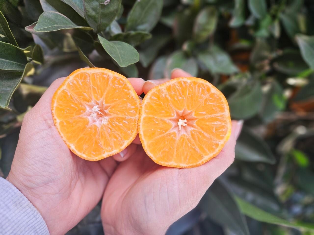 MANDARINEN – Auch als Geschenkpaket mit persönlichem Anschreiben erhältlich!