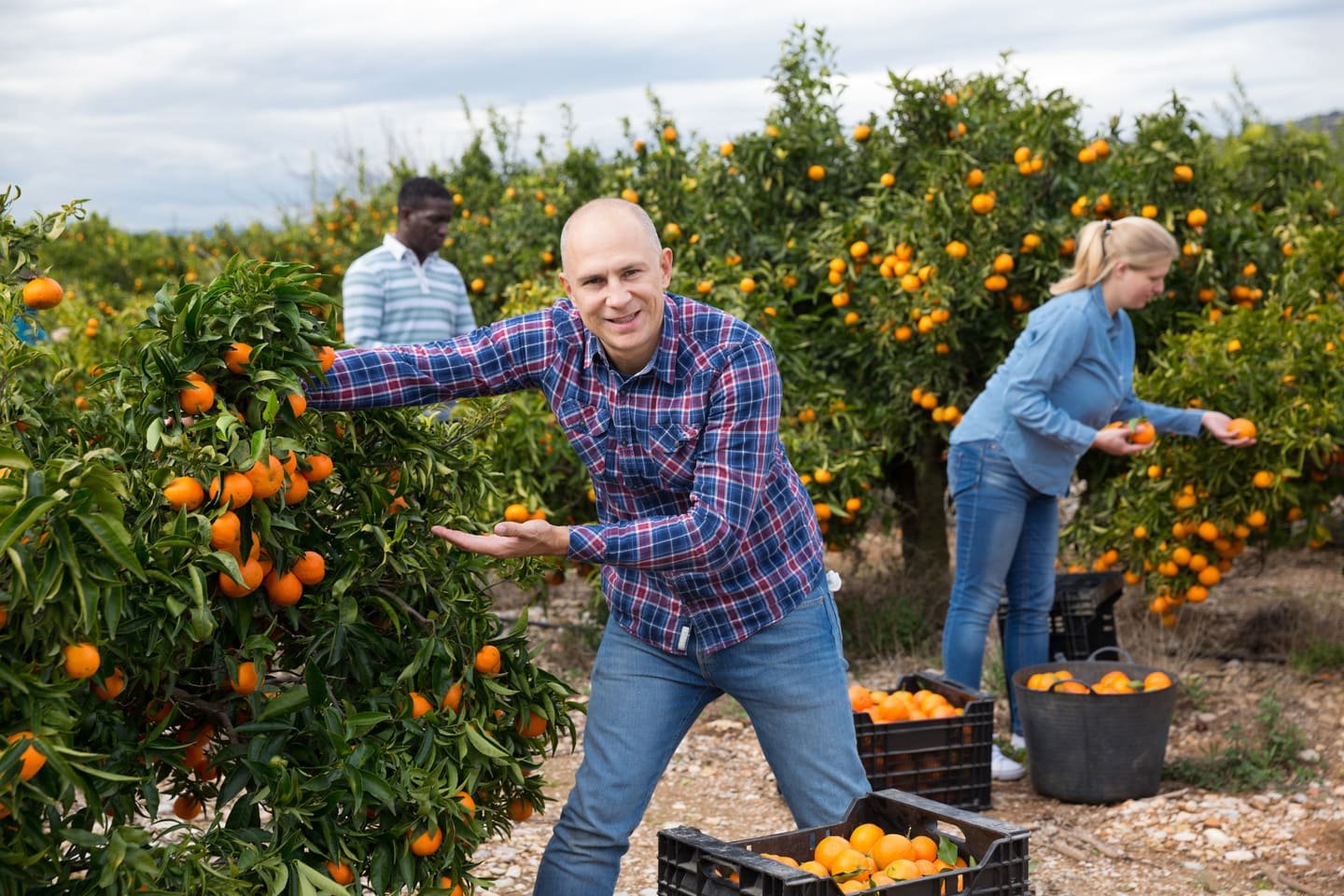 Orangenkiste Orangen