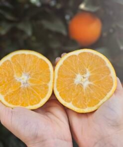 Alternative view of ORANGEN – Auch als Geschenkpaket mit persönlichem Anschreiben erhältlich!