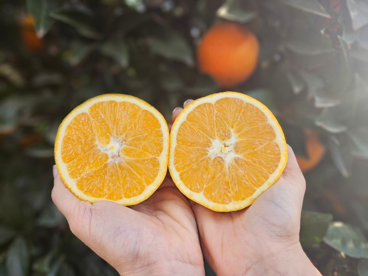 ORANGEN – Auch als Geschenkpaket mit persönlichem Anschreiben erhältlich!