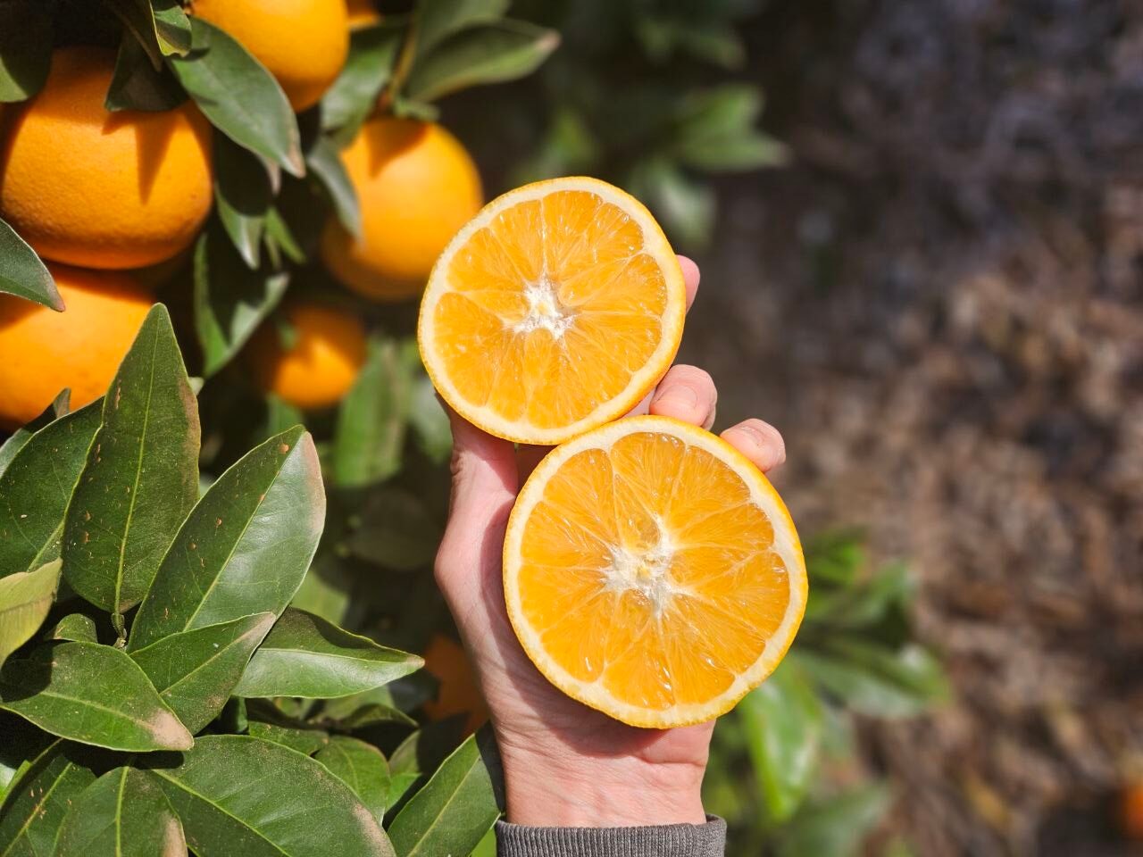 ORANGEN – Auch als Geschenkpaket mit persönlichem Anschreiben erhältlich!