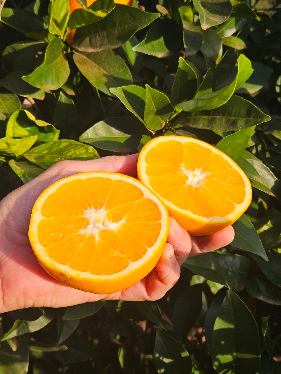 ORANGEN – Auch als Geschenkpaket mit persönlichem Anschreiben erhältlich!